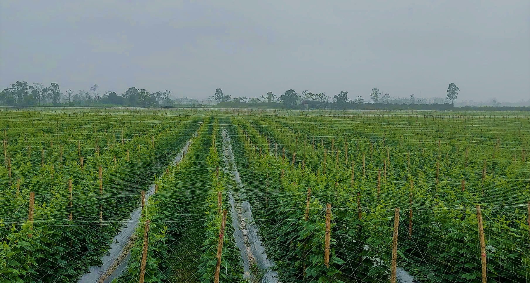 Dân nơi này ở Nghệ An trồng rau trái vụ, bán đắt như tôm tươi, có từng nào cũng hết - Ảnh 4.