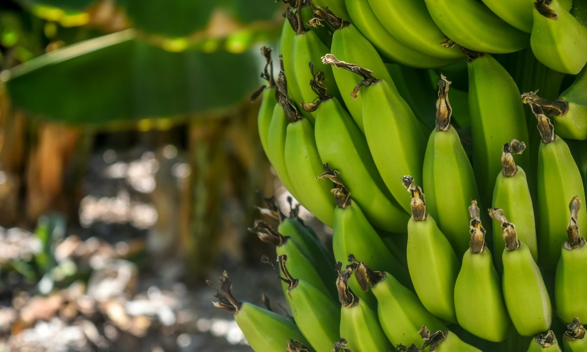 Les bananes sont-elles plus nutritives, jeunes ou vieilles ?