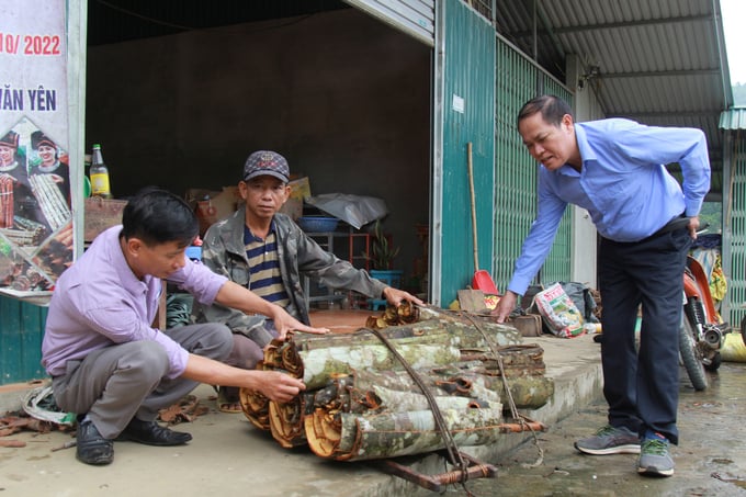 Công ty Sơn Hà luôn giám sát chặt chẽ các khâu chăm sóc, thu mua, bảo quản để có sản phẩm quế đảm bảo tiêu chuẩn. Ảnh: Thanh Tiến.