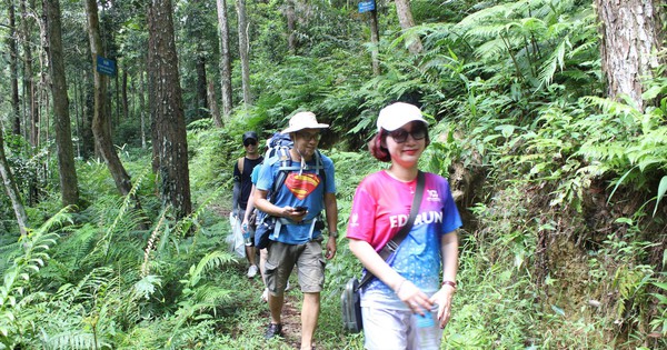 하노이에서 70km 떨어진 빈푹성의 땀다오 숲에 들어서자 립스틱처럼 빨간 얼굴을 한 야생 동물을 보았습니다.