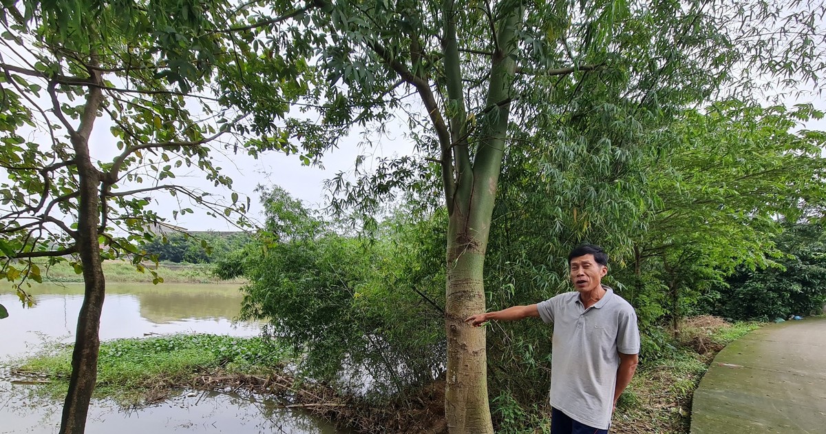 Quang Ngai: 35 mil millones de dongs para construir un terraplén para prevenir deslizamientos de tierra en la ribera del río Cay Bua