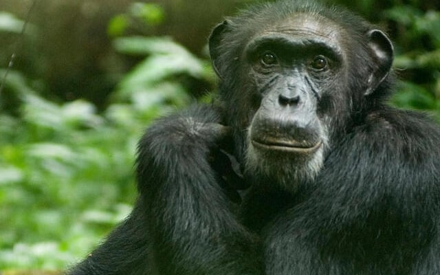 El comportamiento de los chimpancés revela la evolución humana