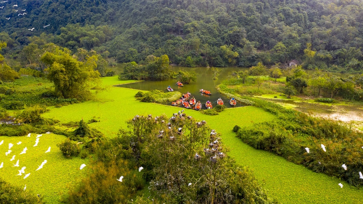 Chim hoang dã bay rợp trời trong khu du lịch- Ảnh 1.