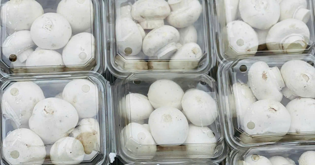 A familiar mushroom that helps increase resistance and prevent cancer