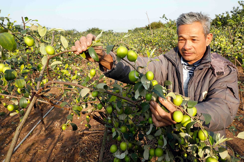 Mang mùa xuân đẹp giàu về với người dân Hưng Yên- Ảnh 5.