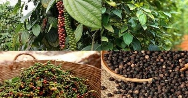 Optimistic signs for Vietnam pepper industry