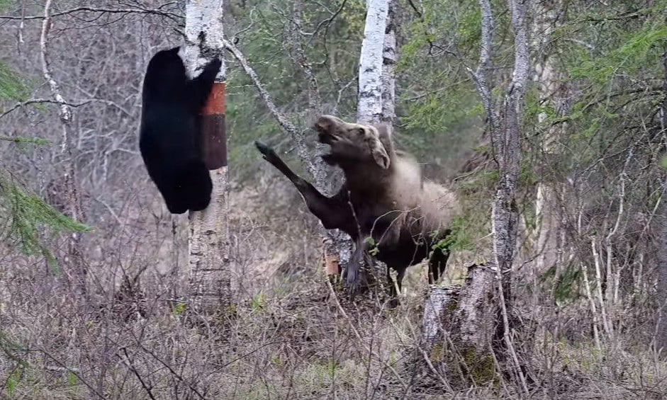 Elchmutter verschreckt Schwarzbären und lässt ihn auf einen Baum klettern