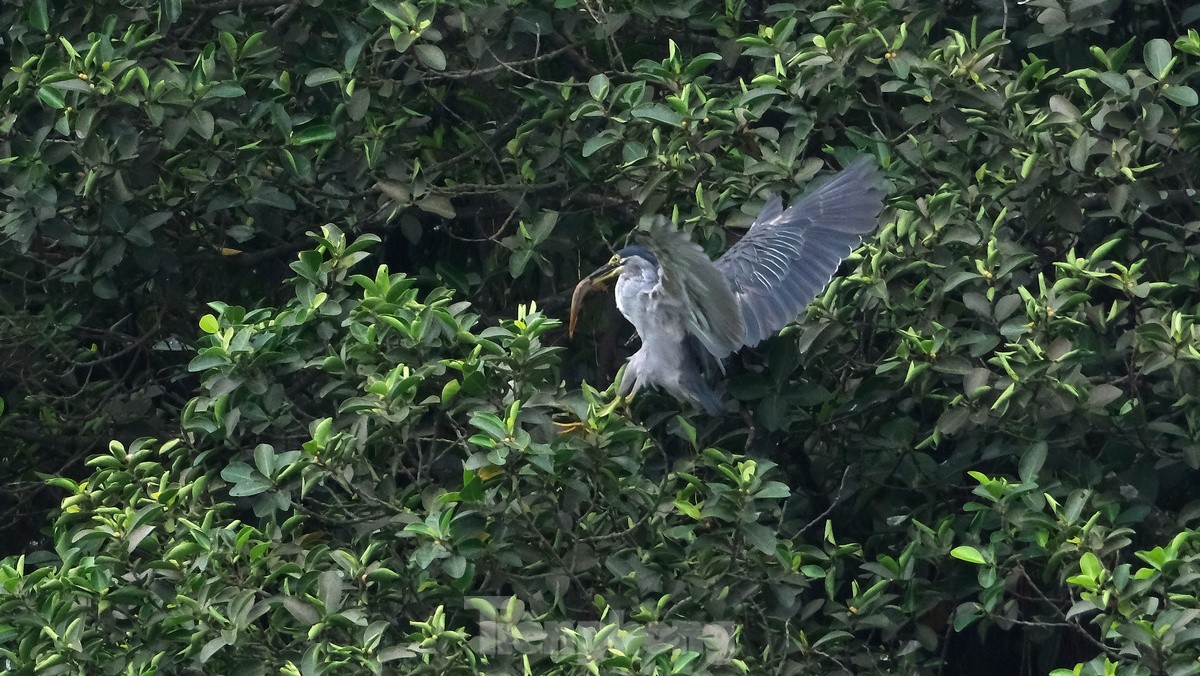 Les touristes apprécient de voir des volées d'oiseaux nicher naturellement dans le lac Hoan Kiem, photo 10