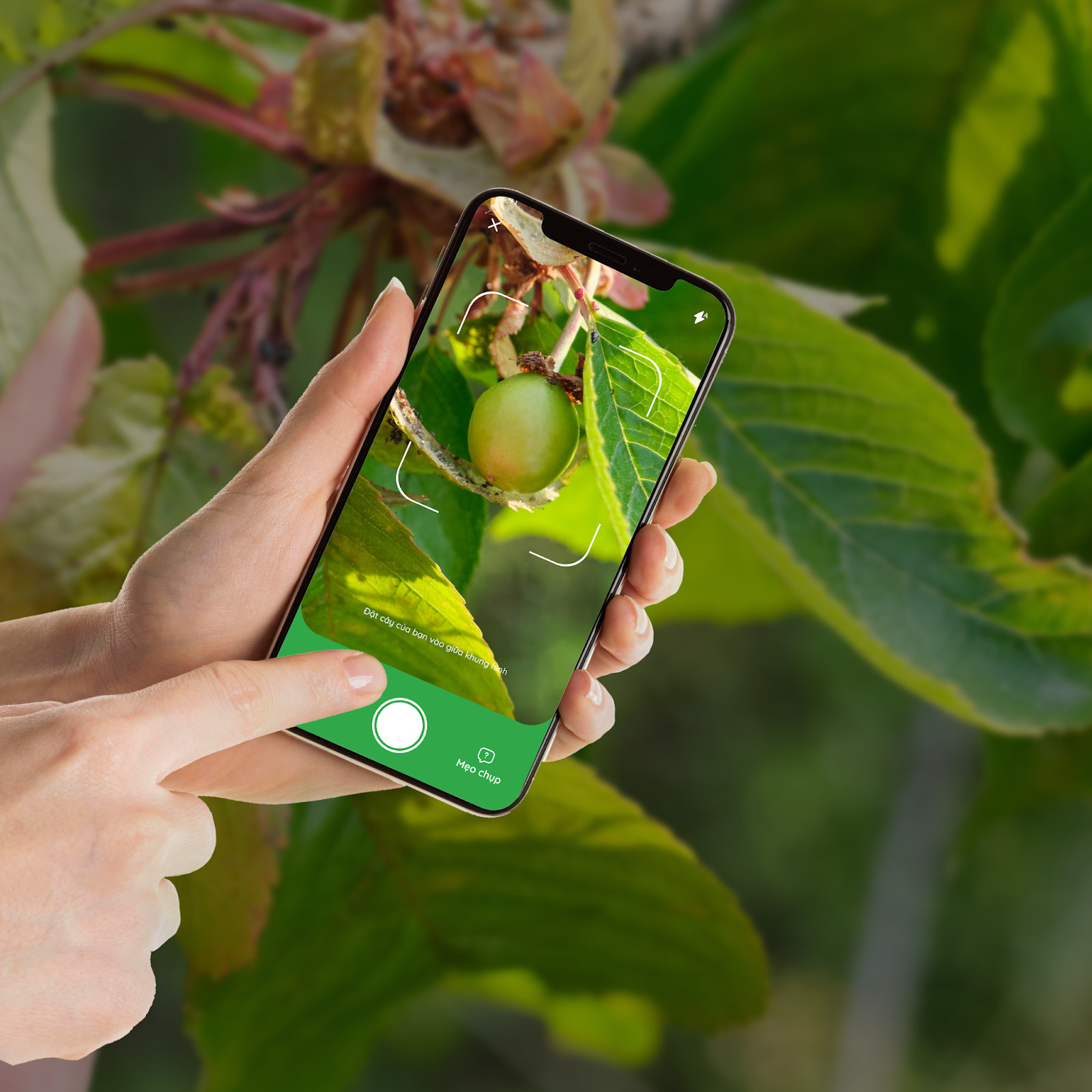 MobiFone lance une application pour l'agriculture