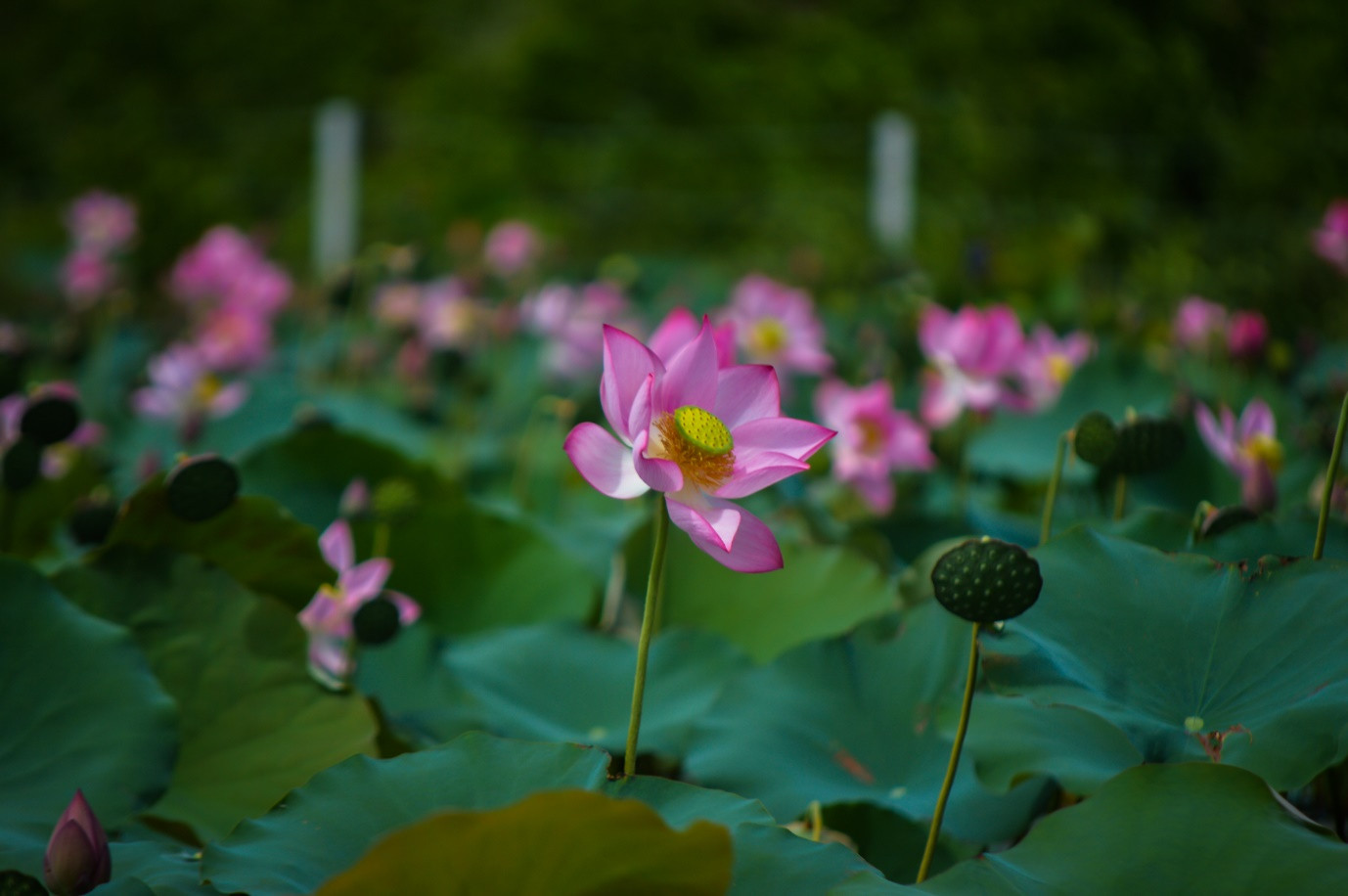 Brilliant lotus season in Tra Ly fields of Quang Nam - 7