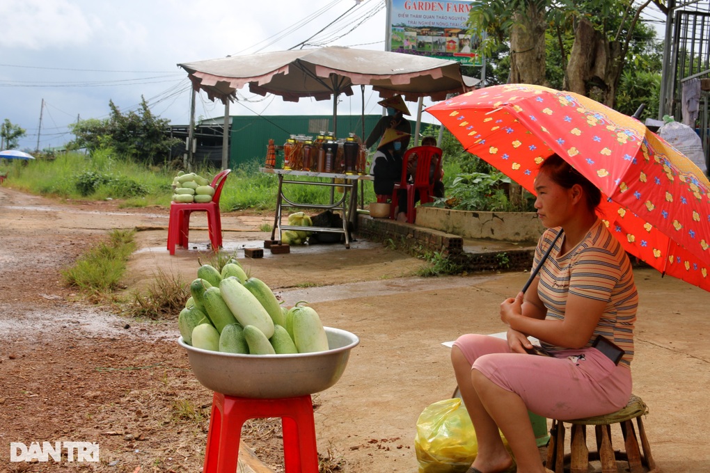 Trồng loại dưa chuột bán 40.000 đồng một trái, thu tiền triệu mỗi ngày - 4