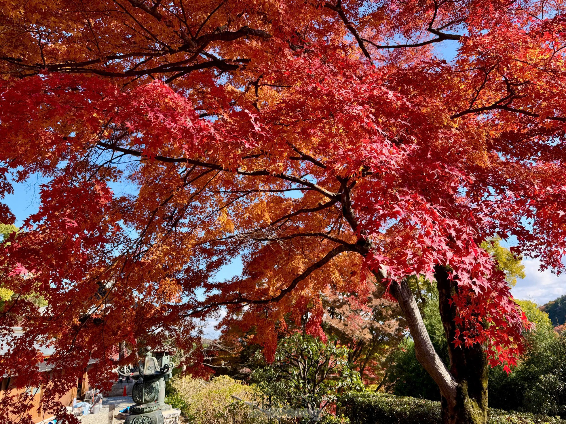 Fasziniert von der Herbstlandschaft mit roten und gelben Blättern in Japan, Foto 8