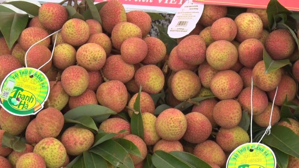 Les exportations de riz continuent de croître ; Les litchis Thanh Ha seront transportés en Australie par avion.