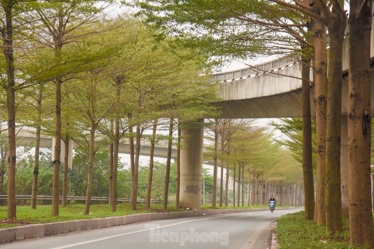 ถนนฮานอยสวยงามอย่างน่าประหลาดใจภายใต้ต้นไทรใบเล็กเรียงเป็นแถว ภาพที่ 3