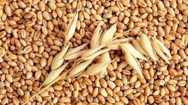 Wheat imports from Brazil market increased sharply by 332%