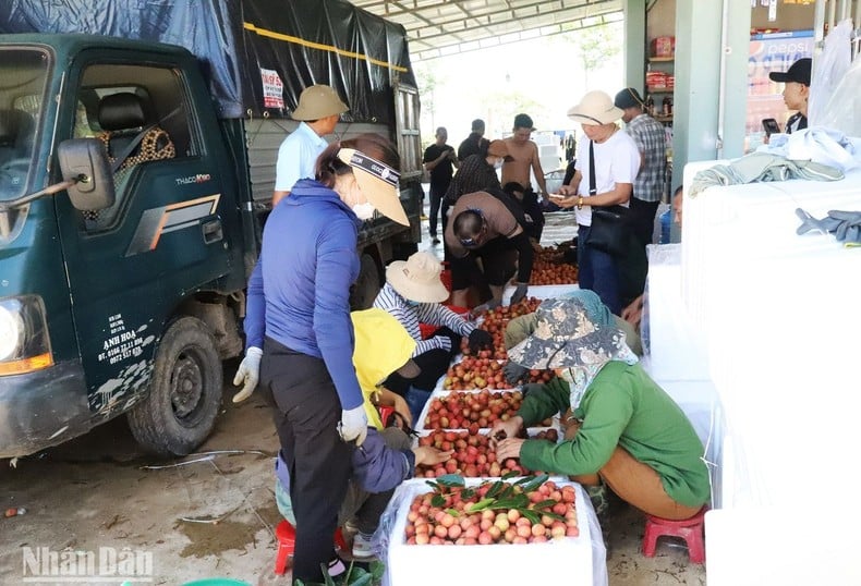 [Photo] Lychee harvest season in the Central Highlands photo 11