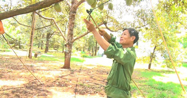 Strange job in Dong Nai, climbing durian trees, billion-dollar trees, ornamental poles to hold fruit, high salary, 20 million