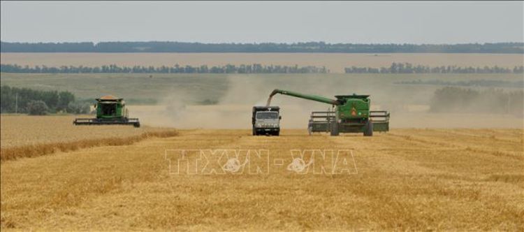 L'Egypte achète 235 000 tonnes de blé à la Russie