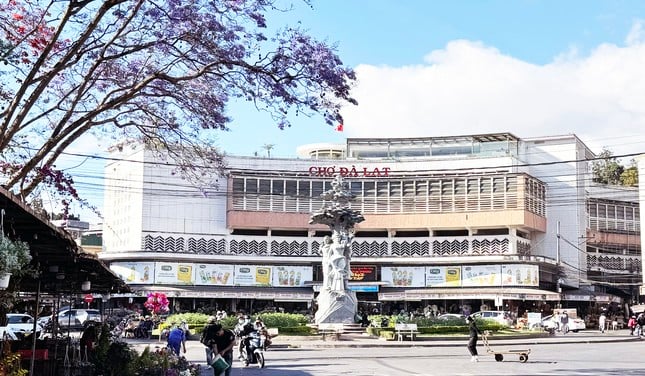 Die bezaubernde Schönheit der lila Phönixblumen in der Blumenstadt Da Lat, Foto 3