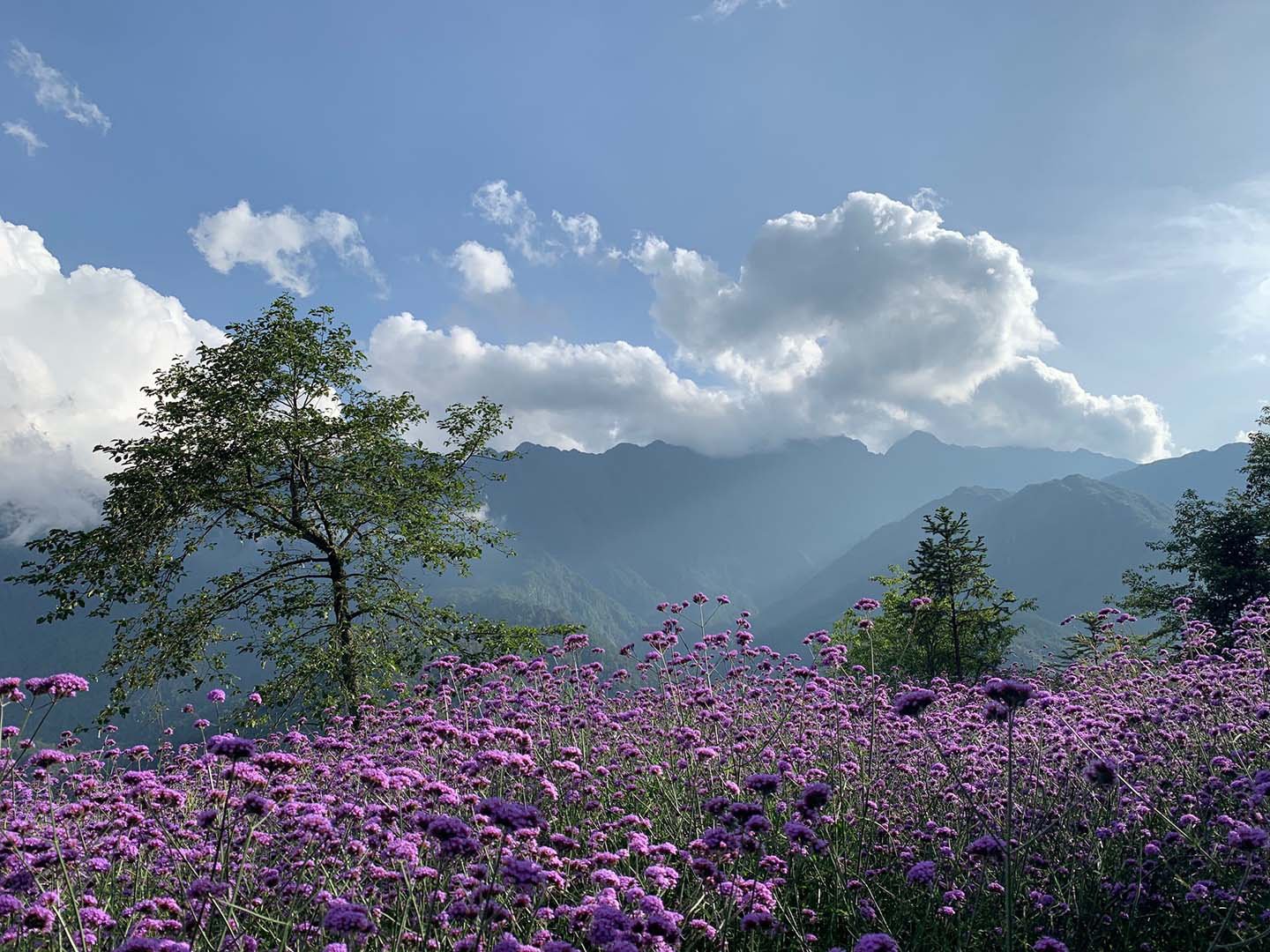 サパ国立観光地の鮮やかな花々