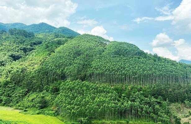 Las obras de desarrollo forestal superan lo previsto