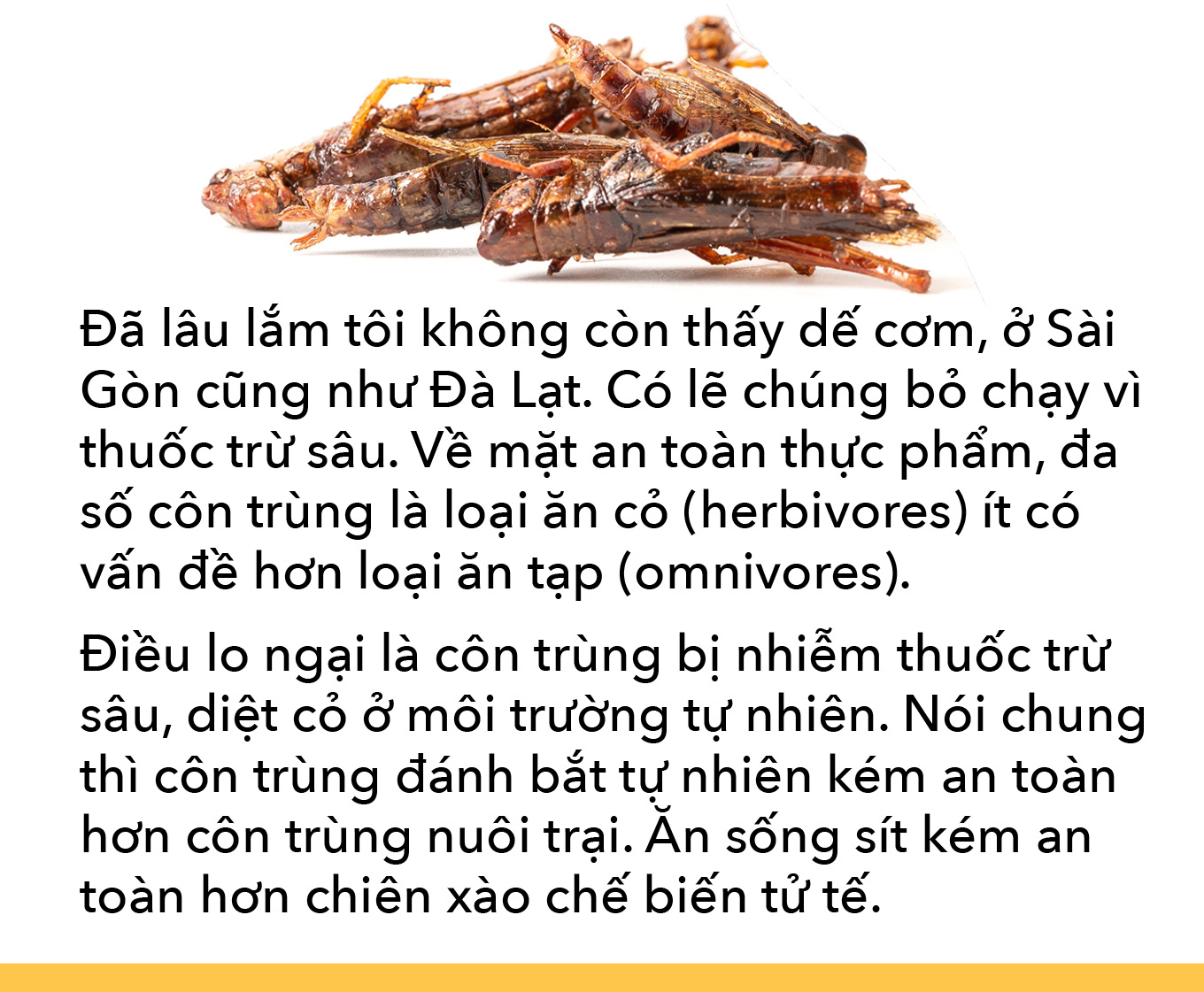 Món côn trùng, bếp núc ngày càng sáng tạo - Ảnh 9.