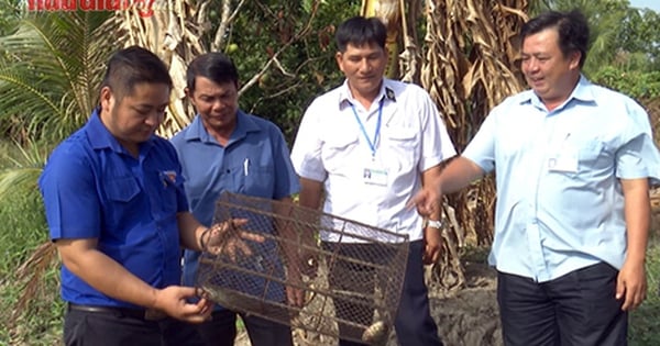 Al criar bagres y peces cabeza de serpiente rayados juntos en el mismo campo, los habitantes de una comuna de Hau Giang ganan inesperadamente más dinero.