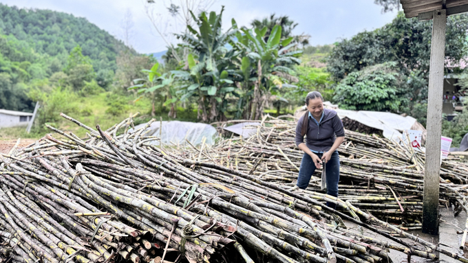 Toda la comuna de Tho Dien produce cerca de 30 hectáreas de caña de azúcar, abasteciendo el mercado con casi 300 toneladas de melaza comercial cada año. Foto: Anh Nguyet.