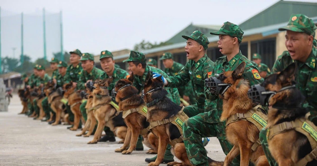 Military dogs enthusiastically practice in preparation for the Vietnam International Defense Exhibition