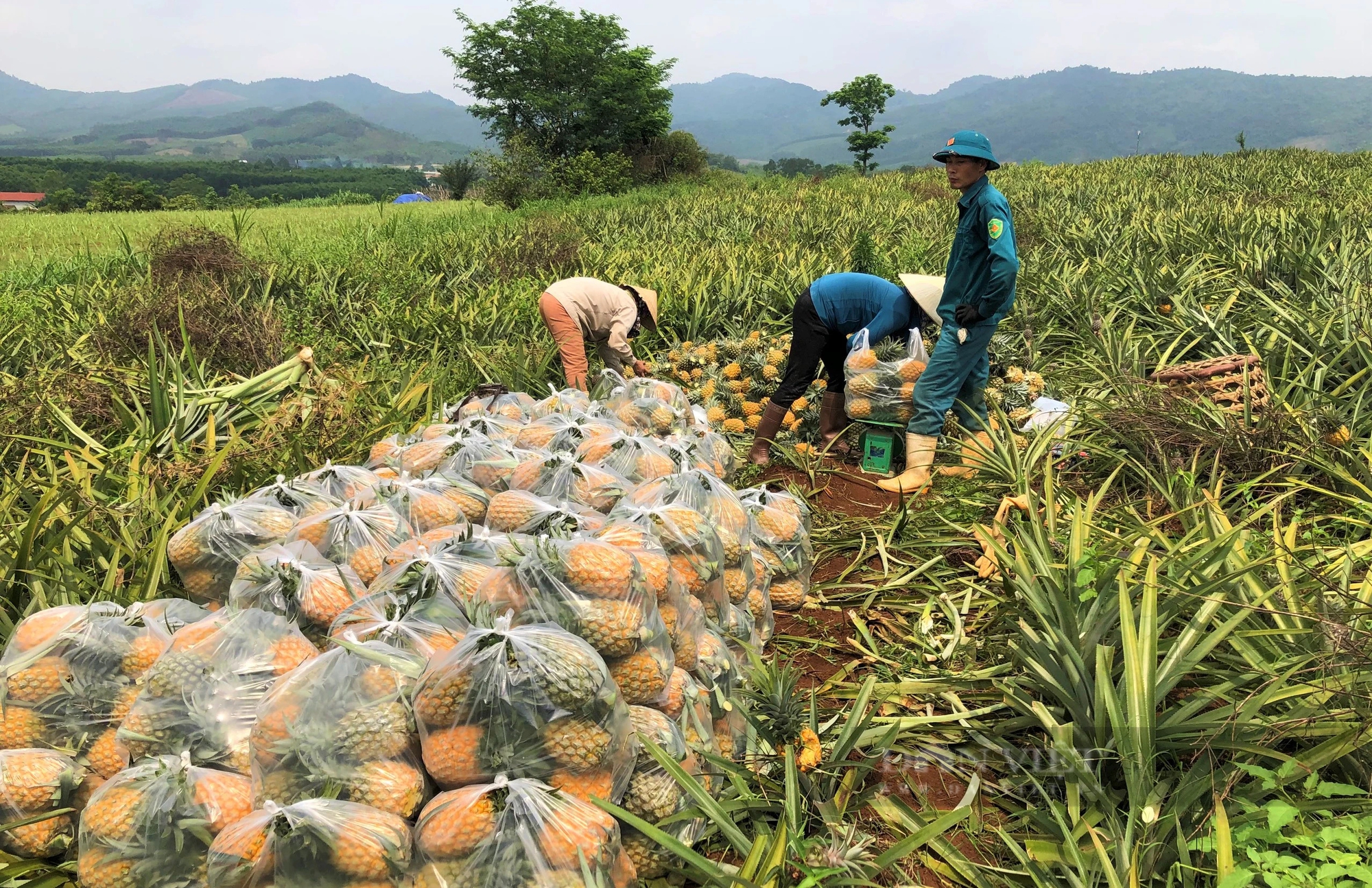 Trồng dứa 