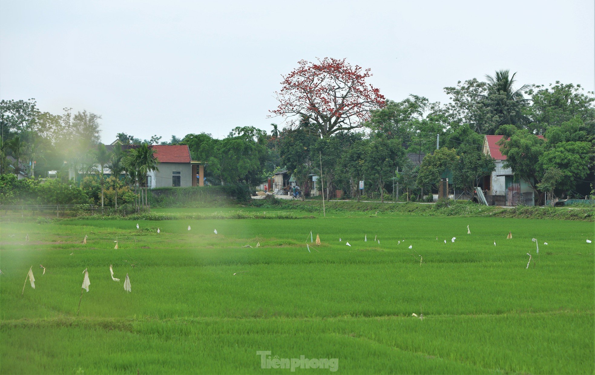 Fascinated by the ancient cotton trees blooming in the hometown of the great poet Nguyen Du photo 13