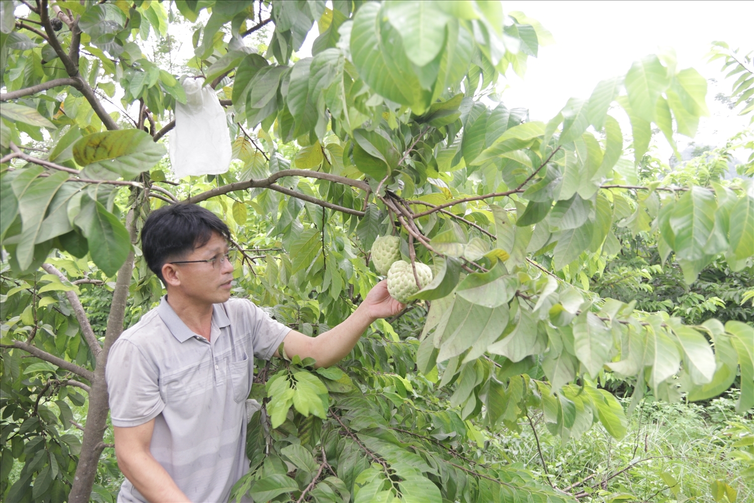 Mô hình trồng na liên kết trên địa bàn huyện Hữu Lũng