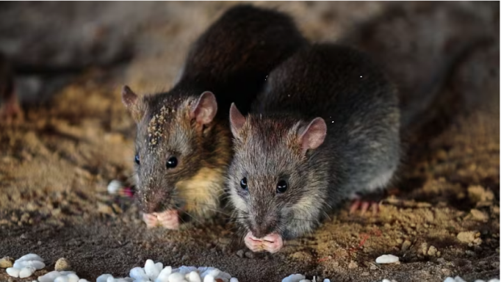Ratten kommen nur in den Büchern der Menschen dieses Landes vor. (Foto: The Guardian)