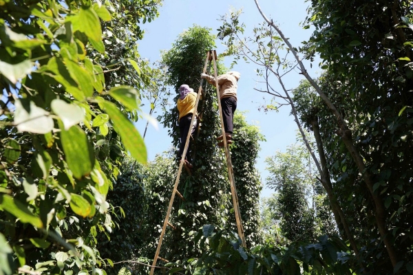 Giá tiêu đi ngang, trung bình 140.700 đồng/kg