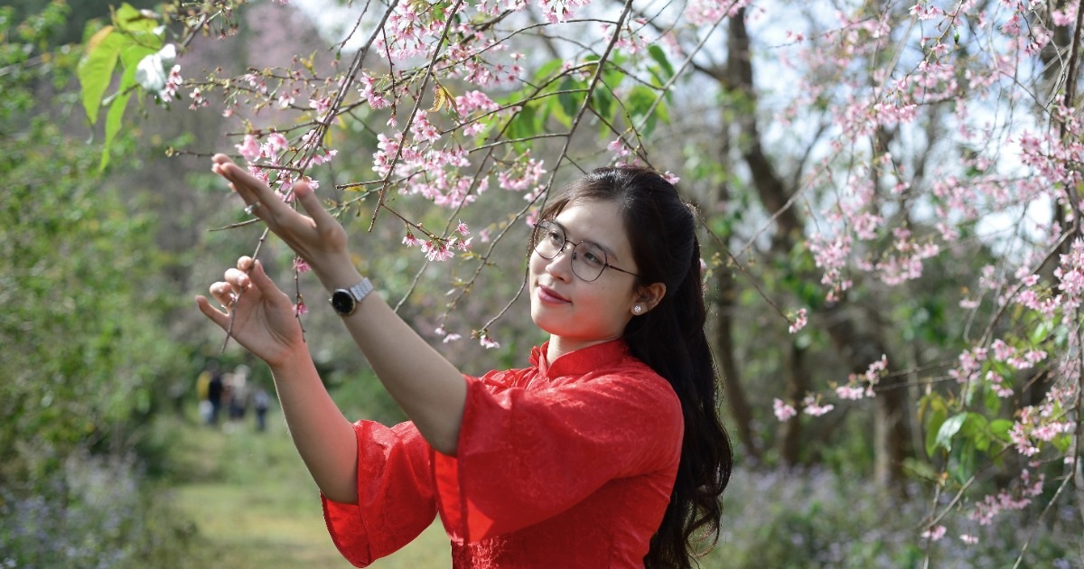 Los turistas acuden en masa al bosque de cerezos en flor de Langbiang para registrarse cerca del Tet