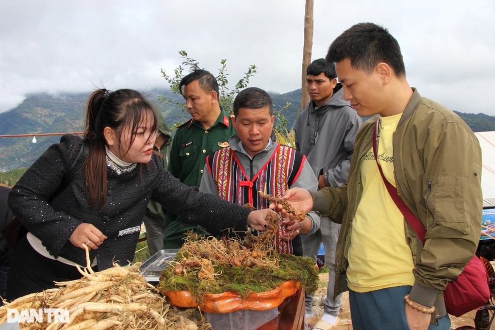 Hàng trăm hộ dân làm giàu, tậu ô tô nhờ cây quốc bảo - 1