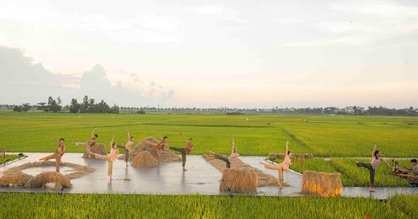 ទិដ្ឋភាព​នៃ​ការ​លេង “ចំបើង” នៅ​លើ​វាល​ស្រូវ​ទុំ​ក្នុង​ទីក្រុង Hoi An