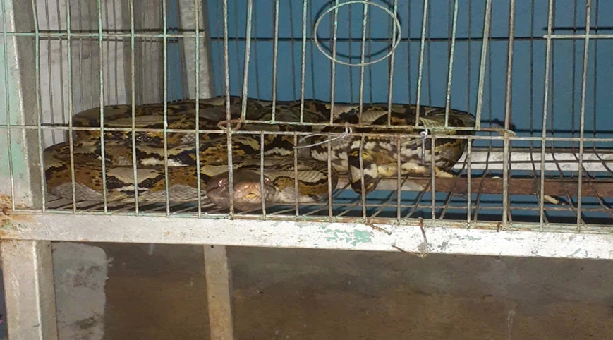 People voluntarily hand over rare and endangered pythons