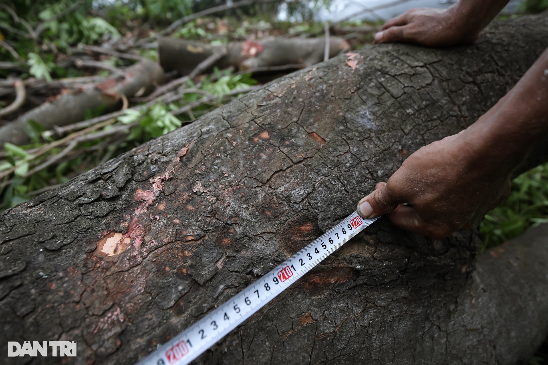 Des centaines d'arbres ont été déplacés pour construire la plus grande intersection de Ho Chi Minh-Ville, photo 8