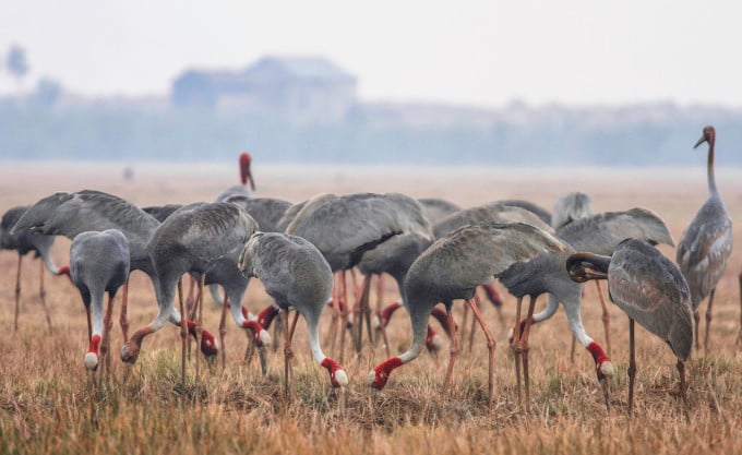 Red-crowned crane.jpg