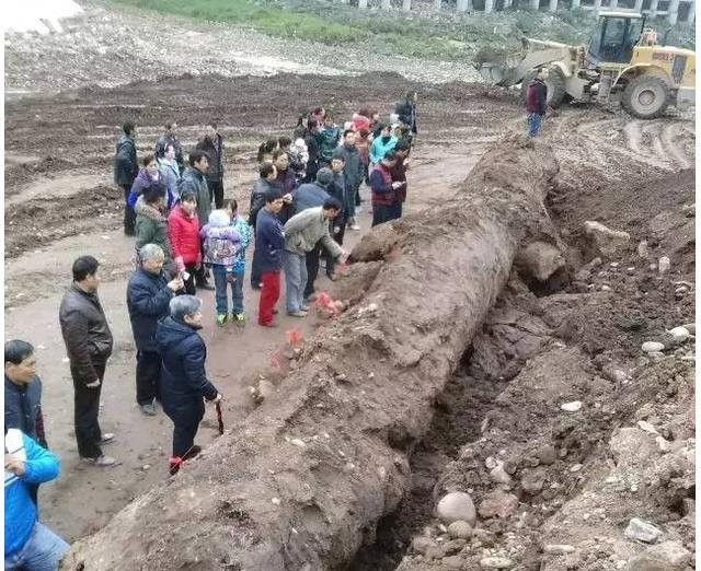 Anh nông dân đào được cây gỗ 'đen sì' dài 20m, nghi là 'Đông phương thần mộc' trị giá hơn 350 tỷ đồng, hiện trường lập tức được phong tỏa - Ảnh 1.