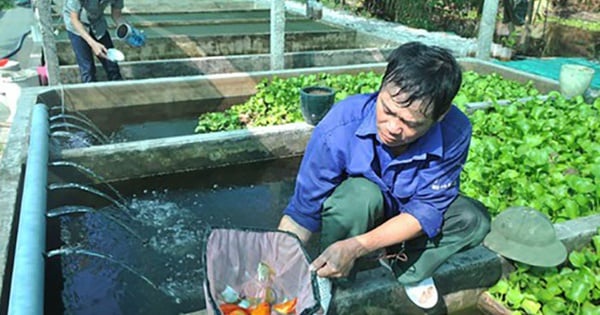 Pourquoi l’agriculture de haute technologie à Ho Chi Minh-Ville rencontre-t-elle encore des difficultés ?