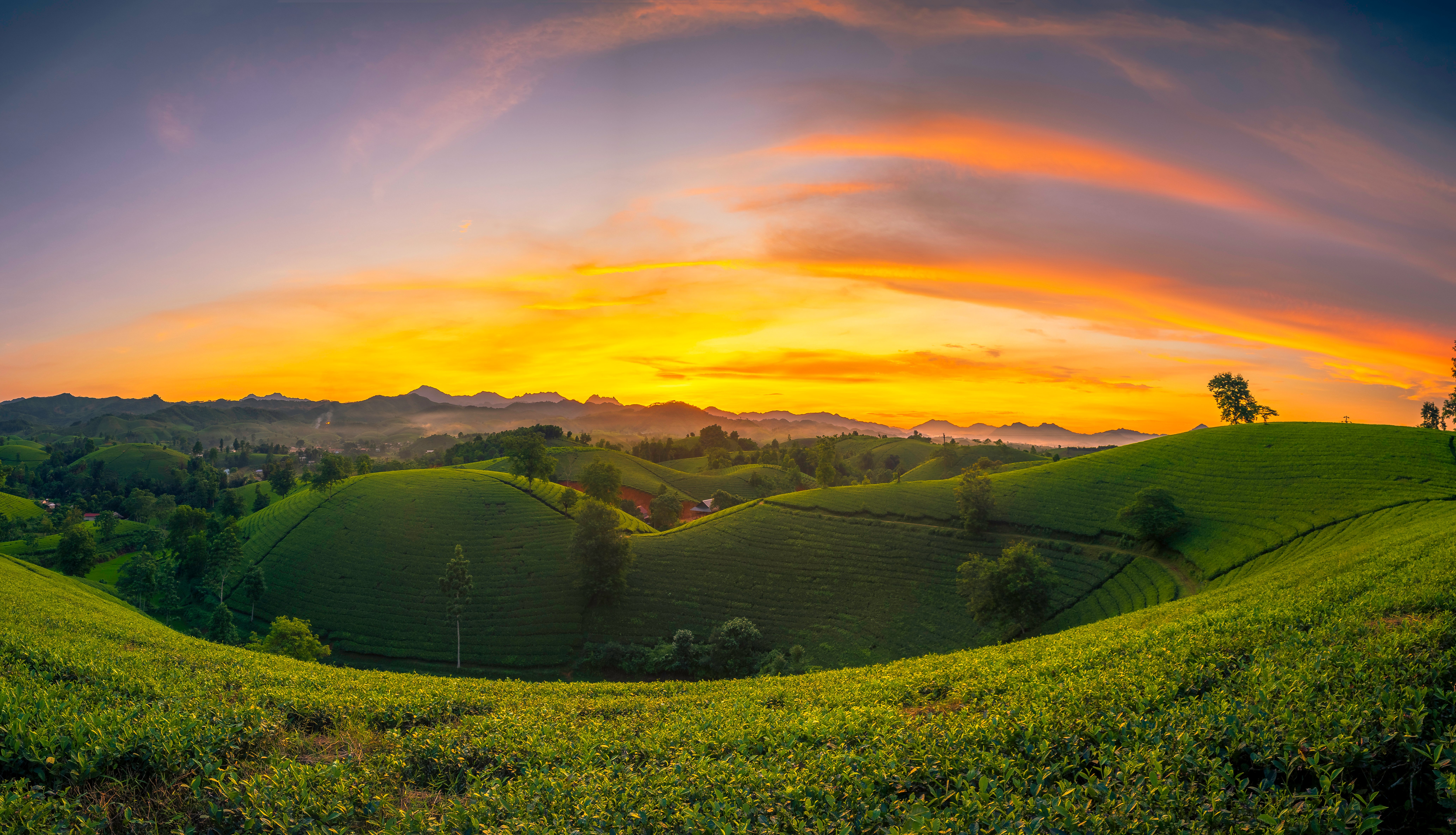 La belleza de la región del té Long Coc