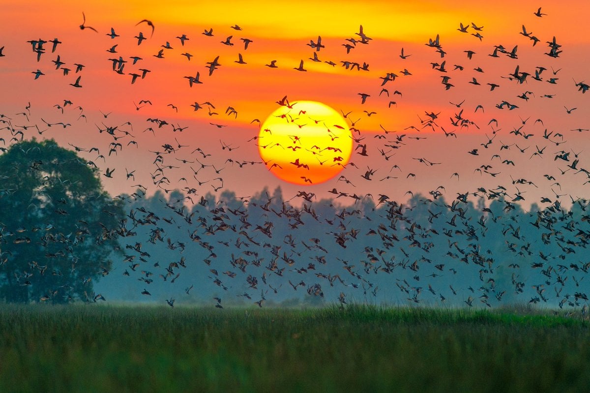 Gehen Sie nach Dong Thap, um Blumen zu sehen und in die bezaubernde Natur einzutauchen