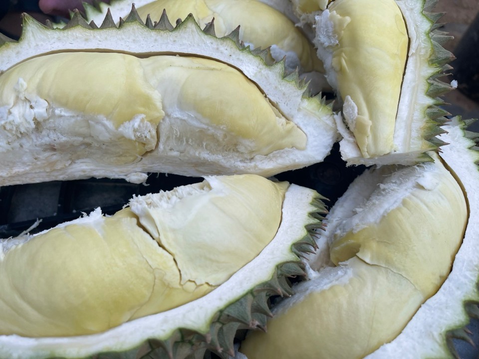 Monthong durian in Hanh Thien is highly appreciated for its quality.