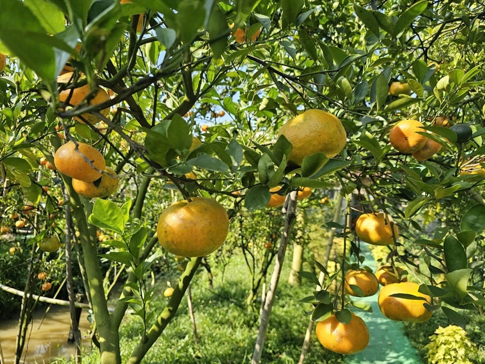 La superficie cultivada de pomelo rosado supera actualmente las 2200 hectáreas, y Lai Vung suministra anualmente unas 42 000 toneladas de pomelo al mercado. Foto: Hoa Hoi