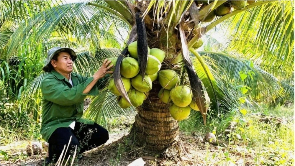 Los cocos Ben Tre se exportan a más de 90 países y territorios.