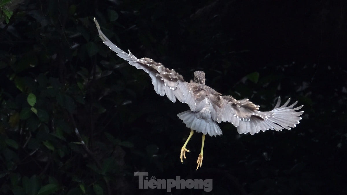 Les touristes apprécient de voir des volées d'oiseaux nicher naturellement dans le lac Hoan Kiem, photo 8