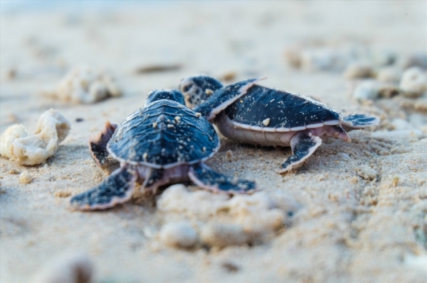 Activités de reproduction uniques de tortues marines rares dans le parc national de Con Dao