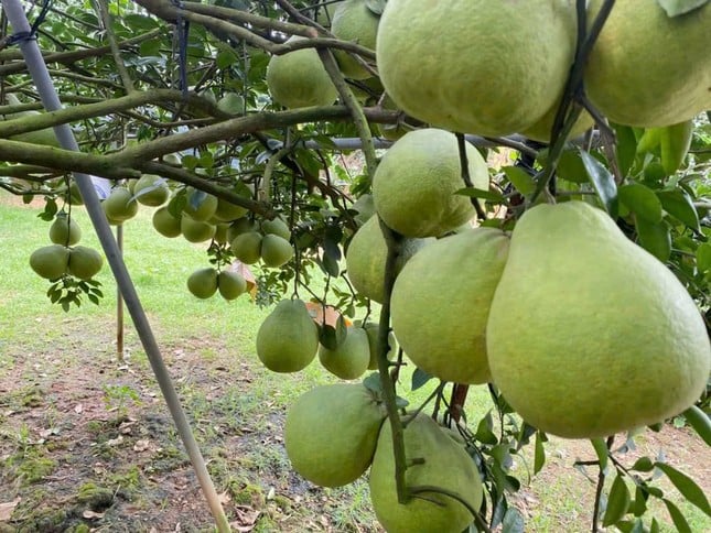 Célèbres et délicieux fruits de spécialité à Dong Nai photo 1